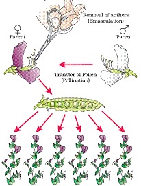 Principles of Inheritance and Variation class 12 Notes Biology