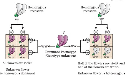 Principles of Inheritance and Variation class 12 Notes Biology