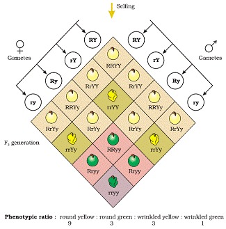 Principles of Inheritance and Variation class 12 Notes Biology