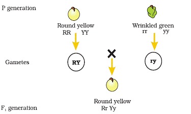 Principles of Inheritance and Variation class 12 Notes Biology