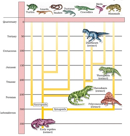 Evolution - Revision Notes