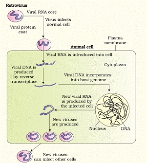 CBSE Class 12 Biology Chapter 8 - Human Health and Disease Revision Notes -CoolGyan.Org