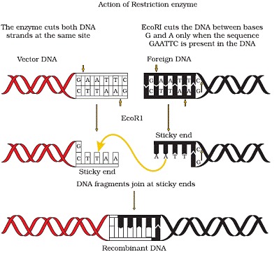 Biotechnology Principles and Processes class 12 Notes Biology