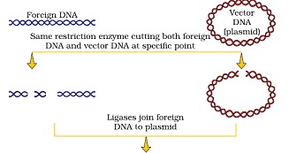 Biotechnology Principles and Processes class 12 Notes Biology