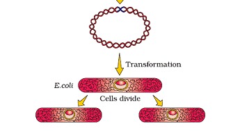 Biotechnology Principles and Processes class 12 Notes Biology