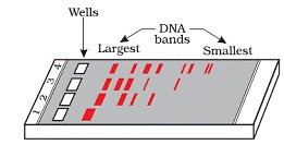 Biotechnology Principles and Processes class 12 Notes Biology