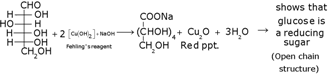 Biomolecules Class 12 Notes Chemistry