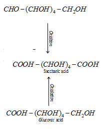 Biomolecules class 12 Notes Chemistry