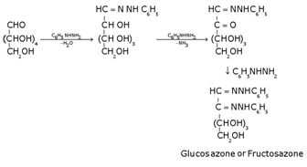 Biomolecules Class 12 Notes Chemistry