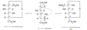 Biomolecules Class 12 Notes Chemistry