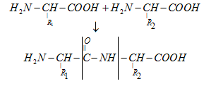 Biomolecules Class 12 Notes Chemistry