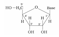 Biomolecules Class 12 Notes Chemistry