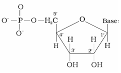 Biomolecules Class 12 Notes Chemistry